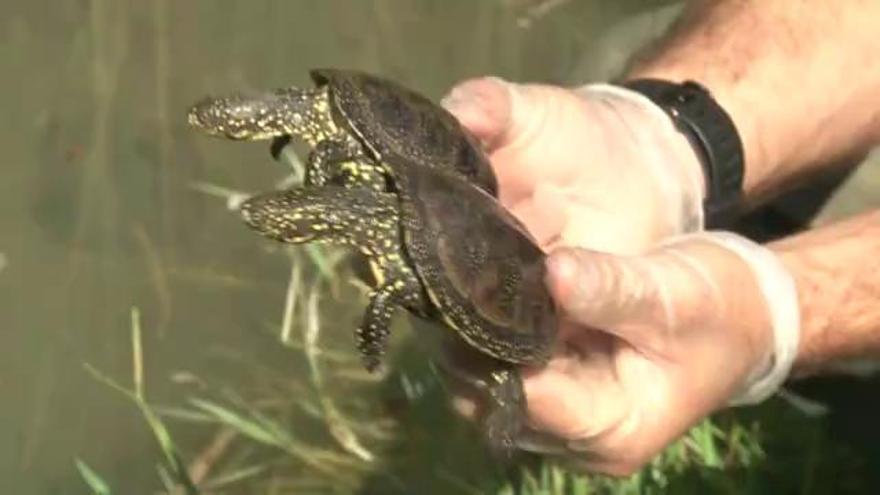 Alliberen vuit tortugues d'estany criades en captivitat al Centre de Reproducció de Tortugues de l'Albera