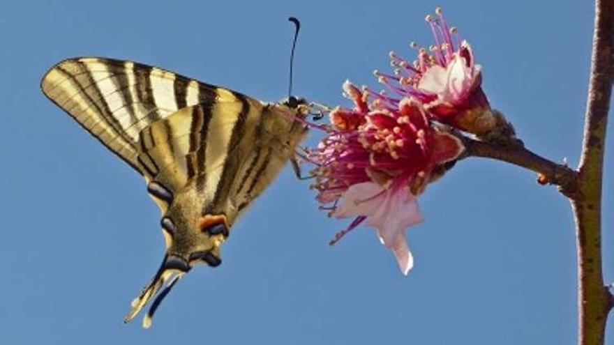 Una mariposa alimentándose. // BMS-España