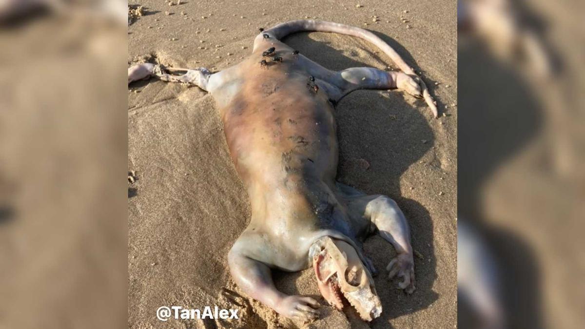 Troben el cadàver d&#039;una «estranya criatura» en una platja australiana