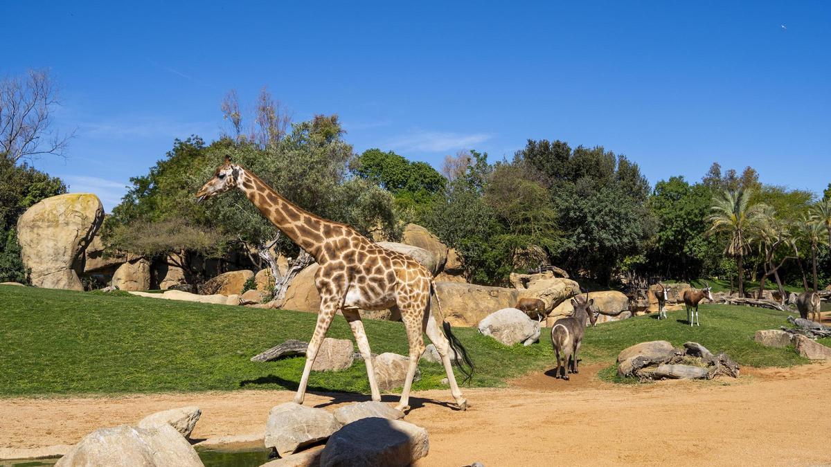 Jirafas y antílopes en un espacio multiespecie en BIOPARC Valencia