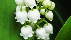 Muguet o flores del valle.