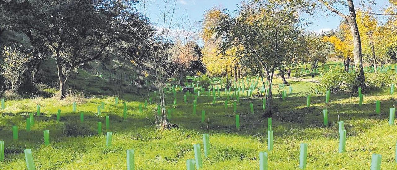 Plantación en un paraje de la provincia.