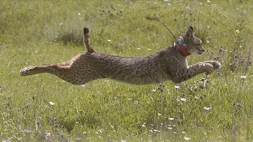 Solo hay 80 linces en los terrenos de Doñana