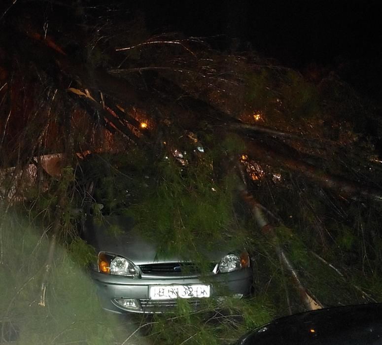 Cae un pino en Valldemossa