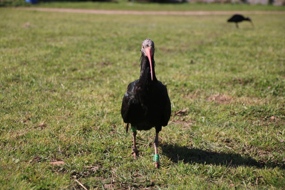 Un ibis mirant a la càmera