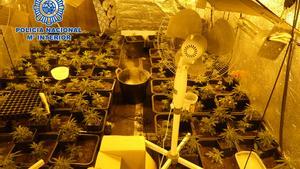 Plano general del cultivo de marihuana localitzado en uno dels narcopisos de Cornellà de Llobregat