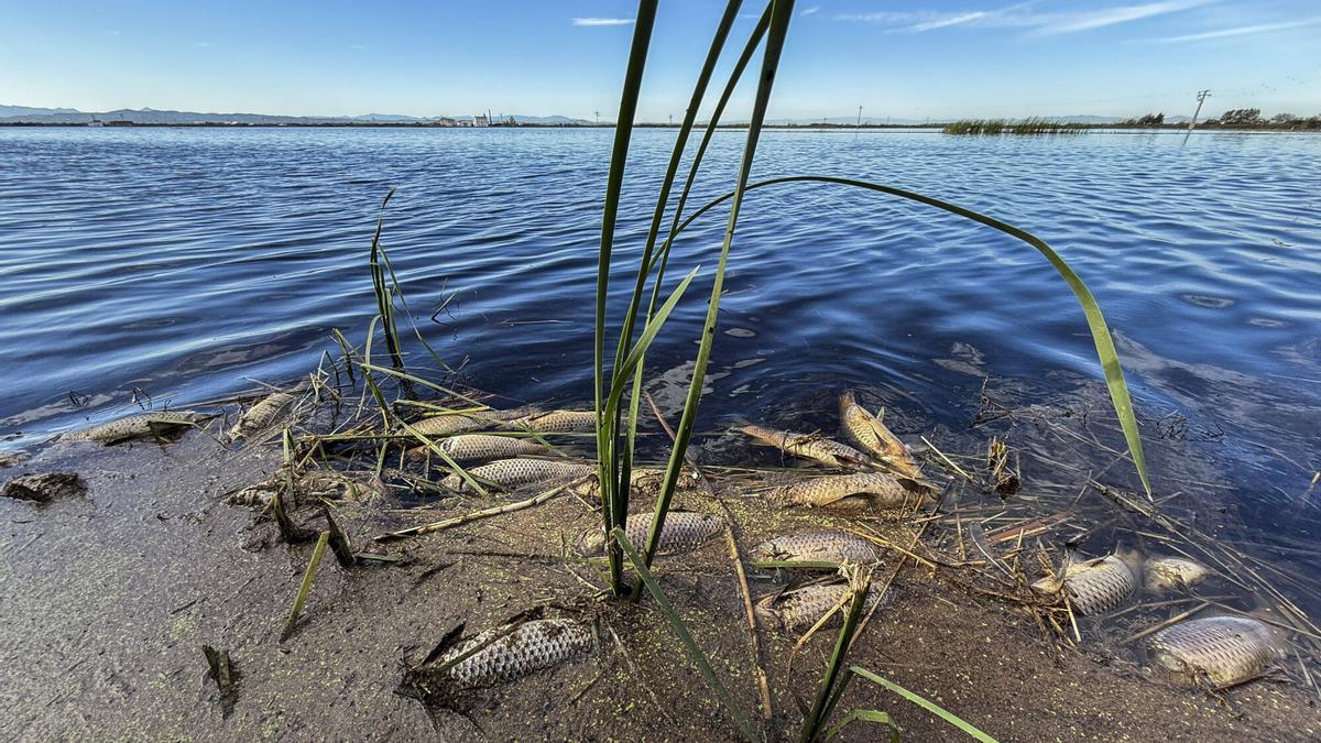 Peces y cangrejos muertos, mal olor y agua negra o marron oscura en l'Albufera hace 15 días.
