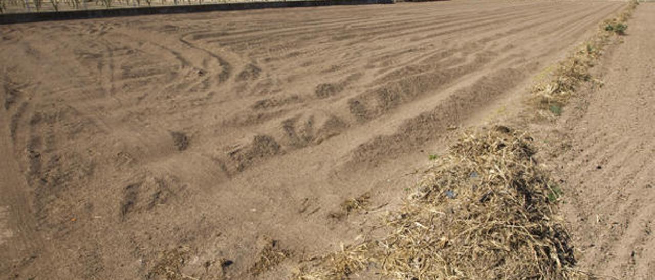 La plaga de las cebollas llega a  las cosechas de Camp de Túria