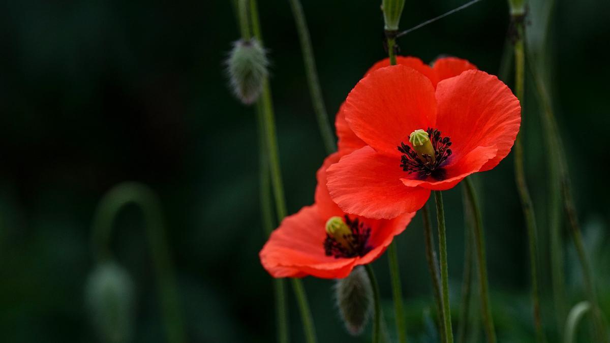 Las amapolas darán un toque alegre a tu hogar