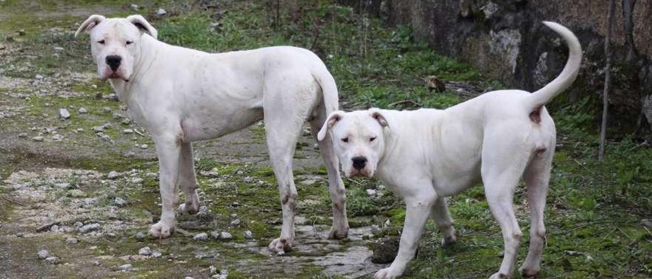 El registro de perros peligrosos se dispara tras el alza de las sanciones:  2.000 más en un año - Faro de Vigo