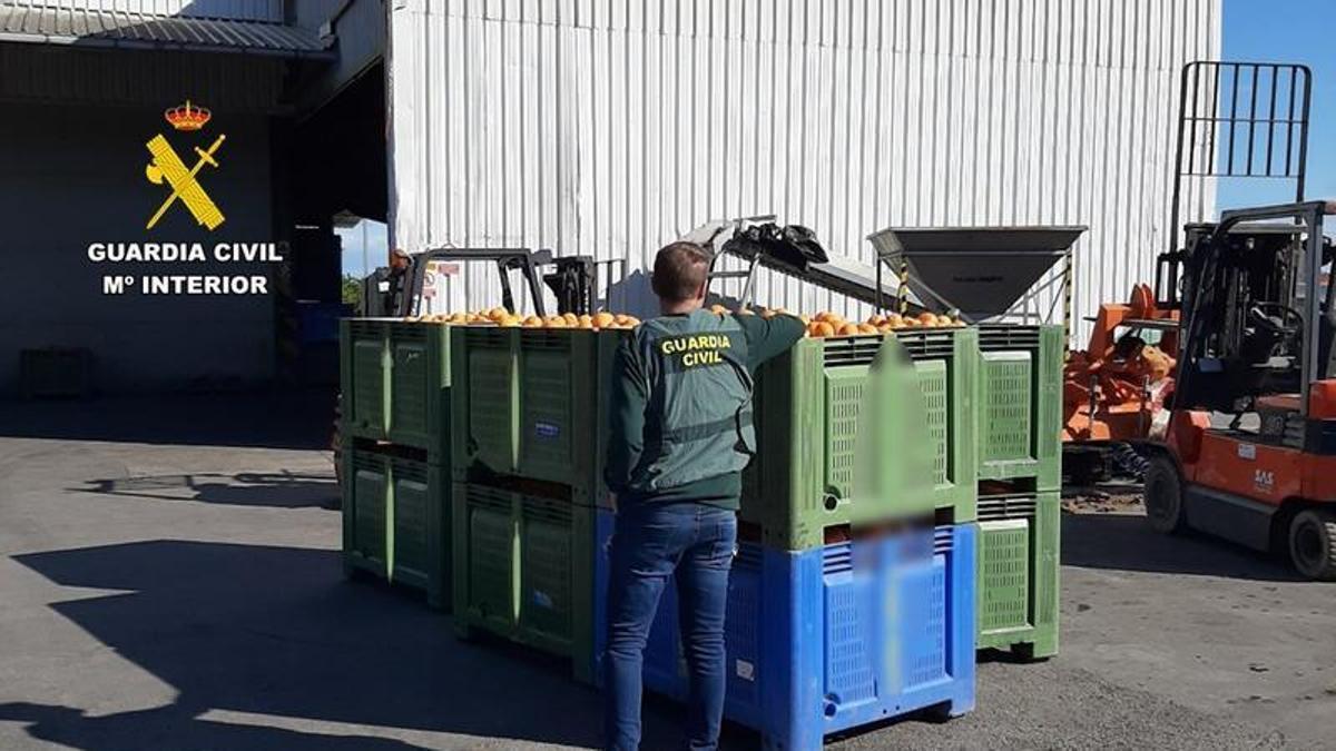 Un guardia civil inspecciona cajas de naranjas en un almacén.