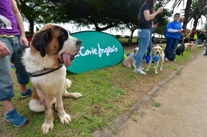 14-12-2019 LAS PALMAS DE GRAN CANARIA. Carrera de perros Can We Run, en el Parque Romano. Fotógrafo: ANDRES CRUZ  | 14/12/2019 | Fotógrafo: Andrés Cruz