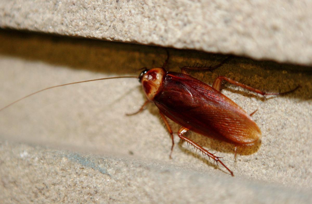La calor i la humitat disparen les plagues de paneroles: ¿per què els insecticides ja no funcionen?