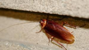 La calor i la humitat disparen les plagues de paneroles: ¿per què els insecticides ja no funcionen?