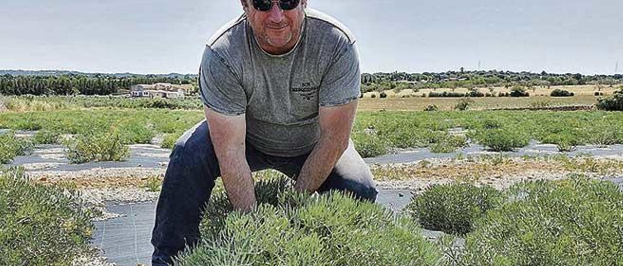 Juan José Alcaide, en la finca de Llubí cortando el &#039;fonoll marí&#039;.