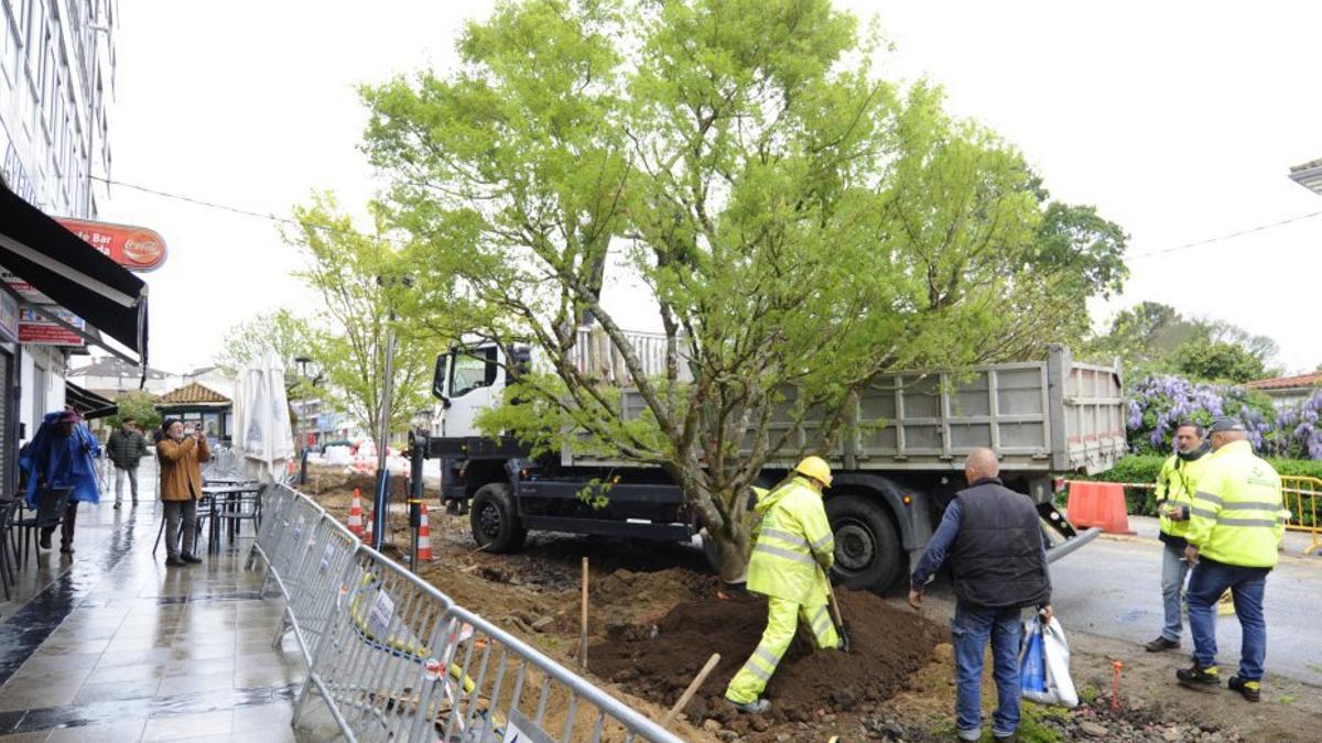 Llegan a Silleda los árboles de gran porte para Avenida do Parque
