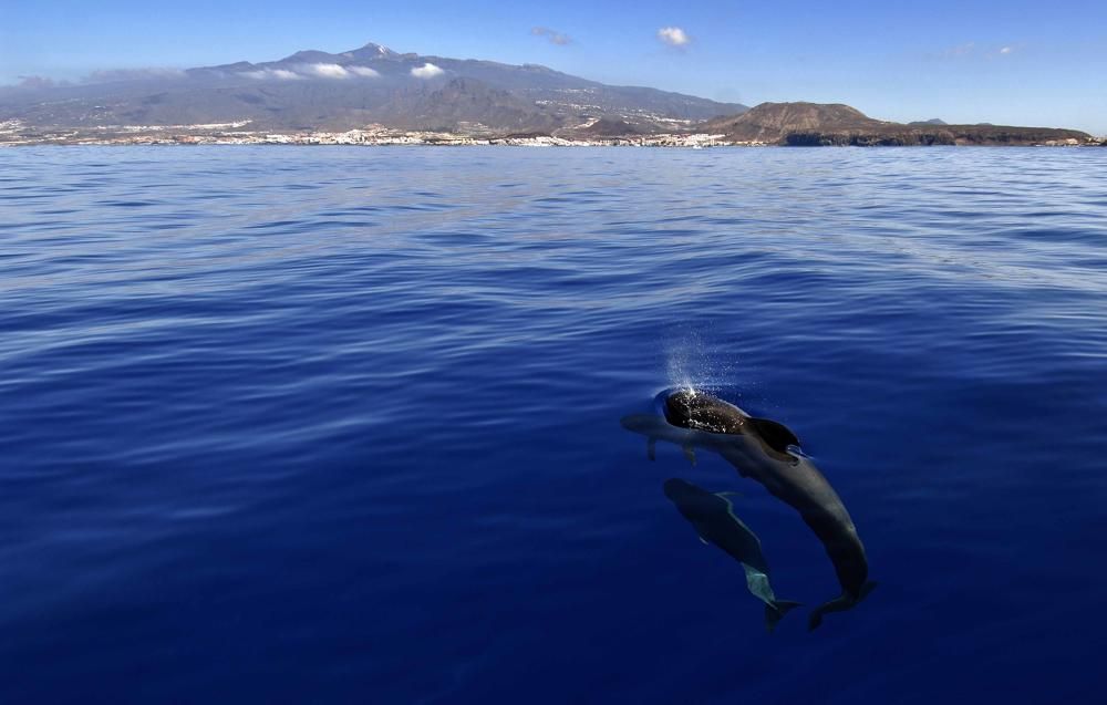 Patricia Conde nada en Tenerife entre ballenas