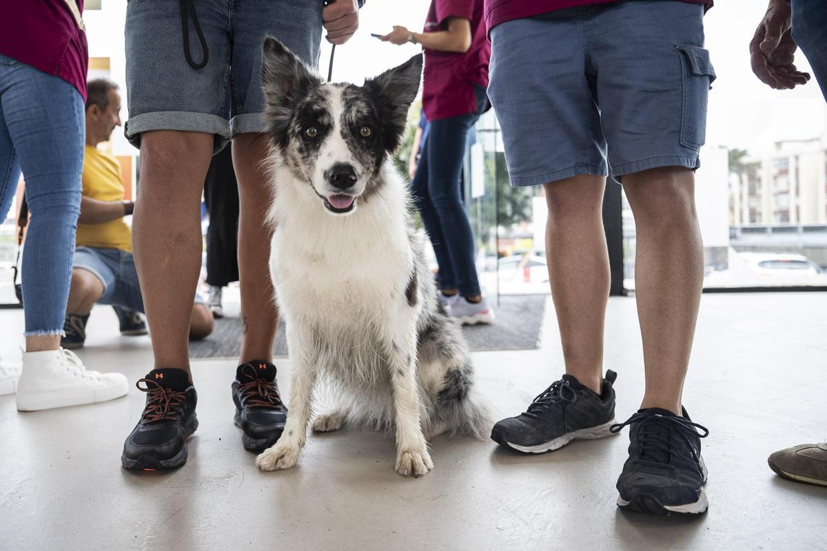 Animundo abre sus puertas en busca de adopciones para toda la vida Animundo abre sus puertas en busca de adopciones para toda la vida