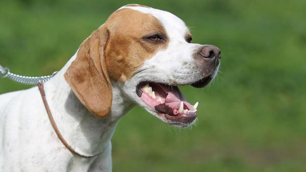 Los perros de caza y pastoreo también están incluidos en la nueva ley  animal - Información