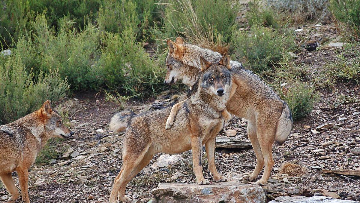 Tres ejemplares de lobo en el Centro del Lobo Ibérico de Robledo