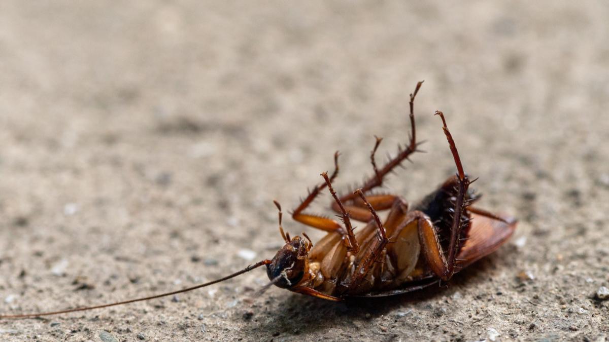 Las cucarachas tienden a proliferar en climas oscuros y húmedos