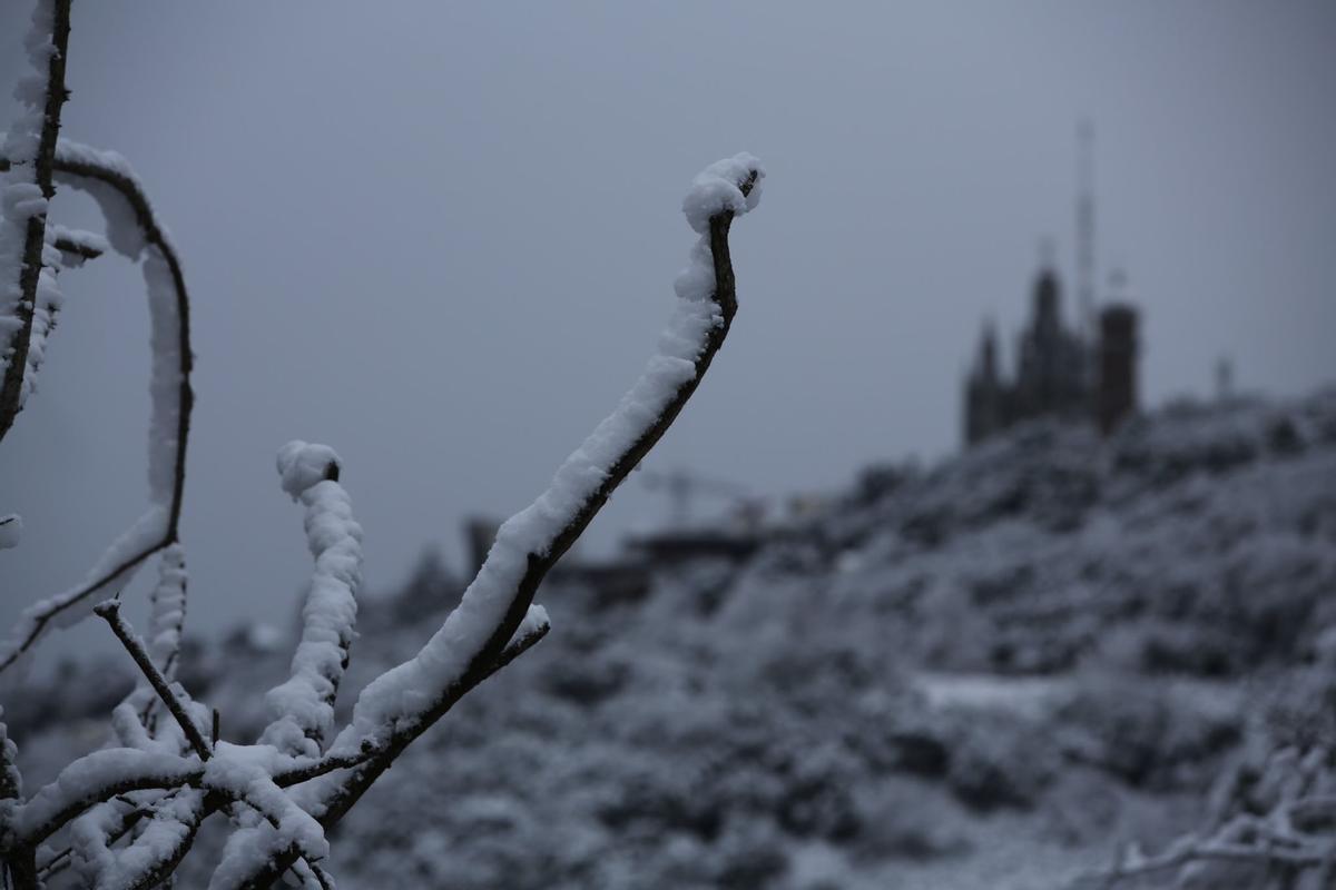 La nieve llega a Barcelona: Collserola, cubierta de blanco