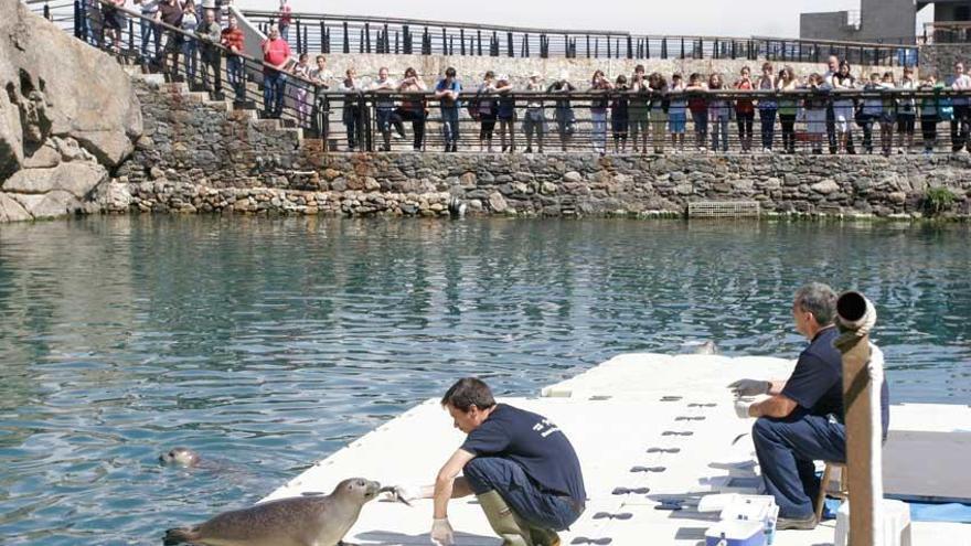 Comida a los tiburones en el tanque de la sala Nautilos.