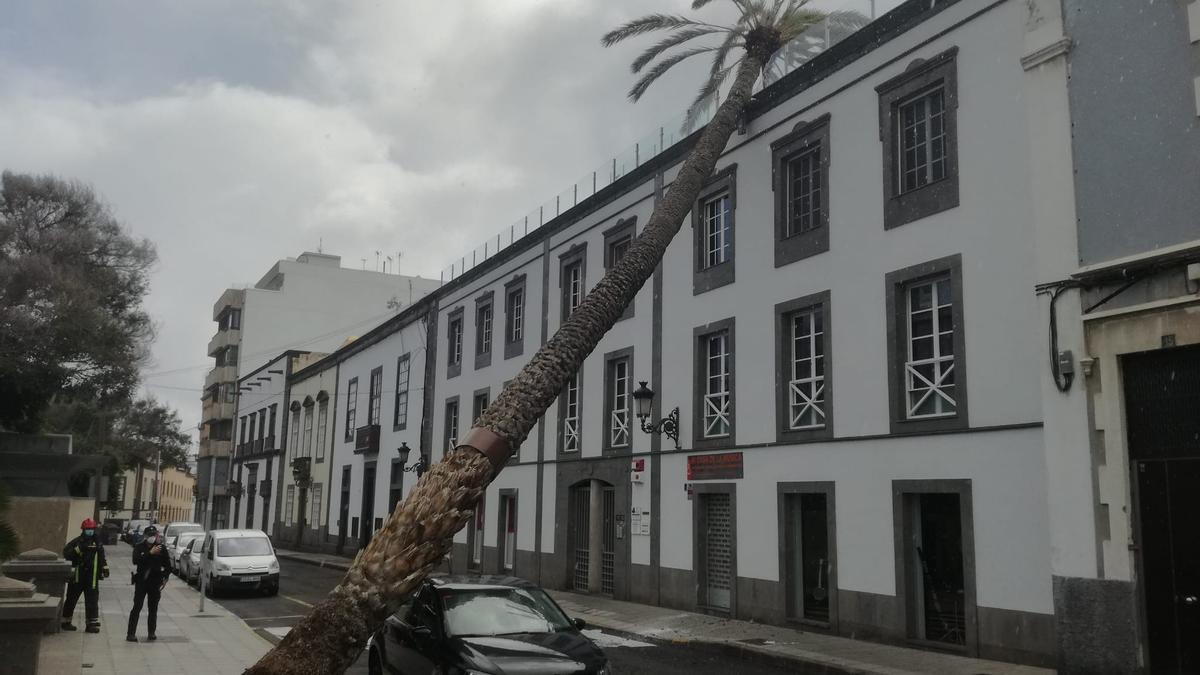 Una palmera se estrella contra un edificio en la Alameda de Colón