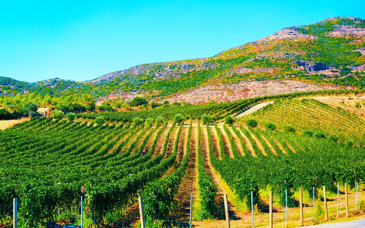 Viñedos en Cerdeña.