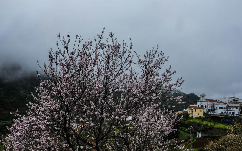 Almendros en flor