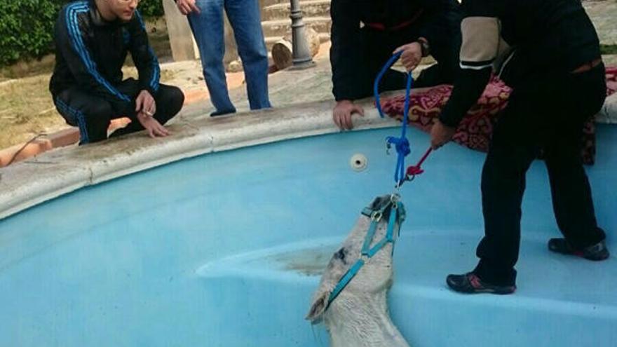 Rescatan a un caballo caído a la piscina de sus dueños en Llíria