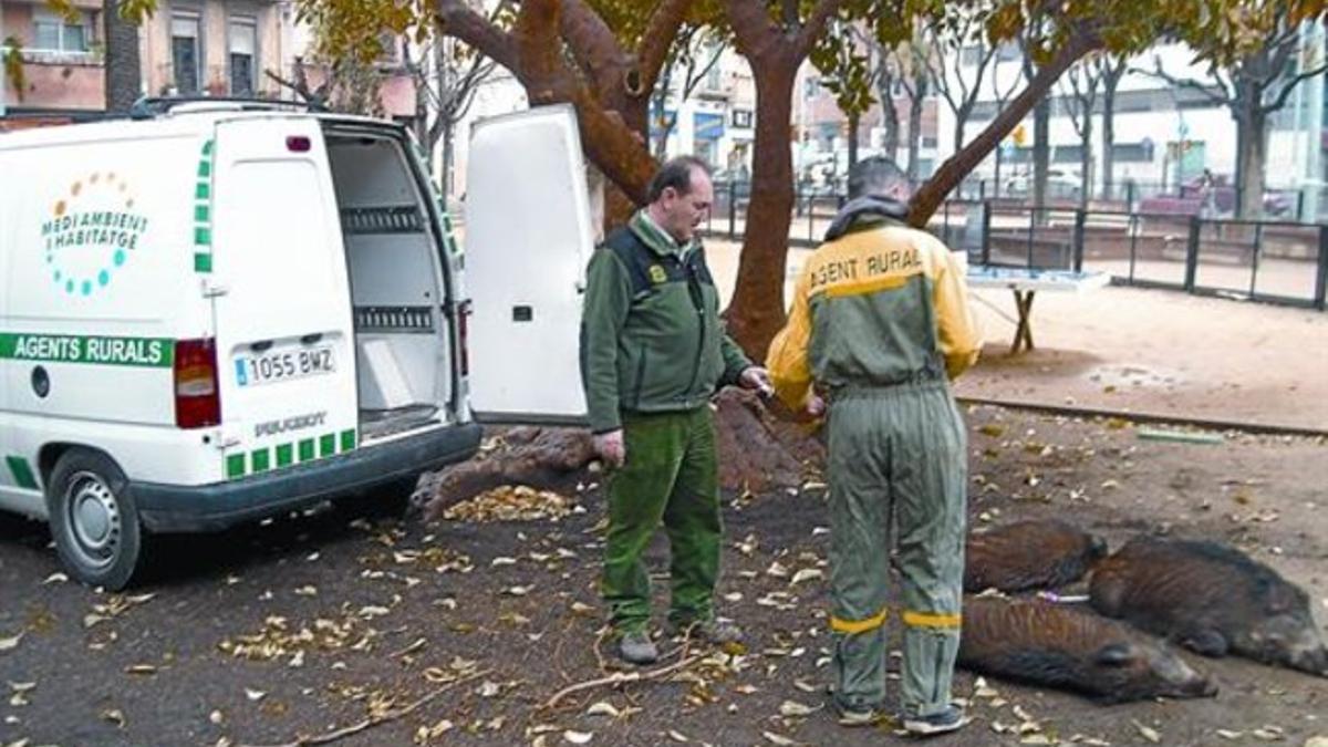 Agentes rurales se disponen a trasladar a los mamíferos, que yacen sedados en el parque, ayer.