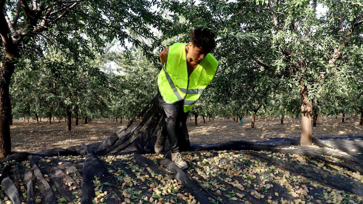 Comienza la recogida de la almendra en Córdoba.