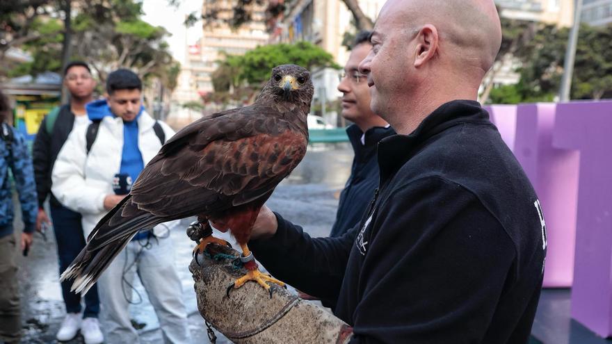 Suelta de un halcón en Santa Cruz para espantar palomas