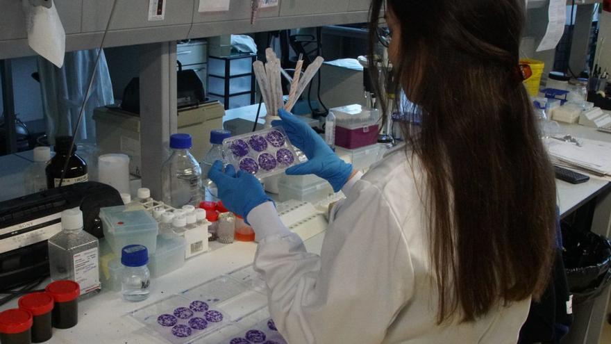 Sandra, estudante predoutoral pendente das axudas da Xunta, no laboratorio do grupo de Investigación Biomédica do CiMUS / jesús prieto