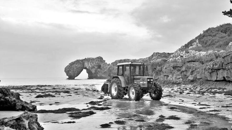 Castañón, recogiendo ocle en la playa a bordo de su tractor.