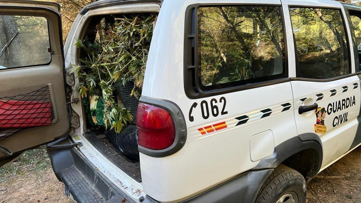 Parte de la marihuana incautada en el Sobrarbe