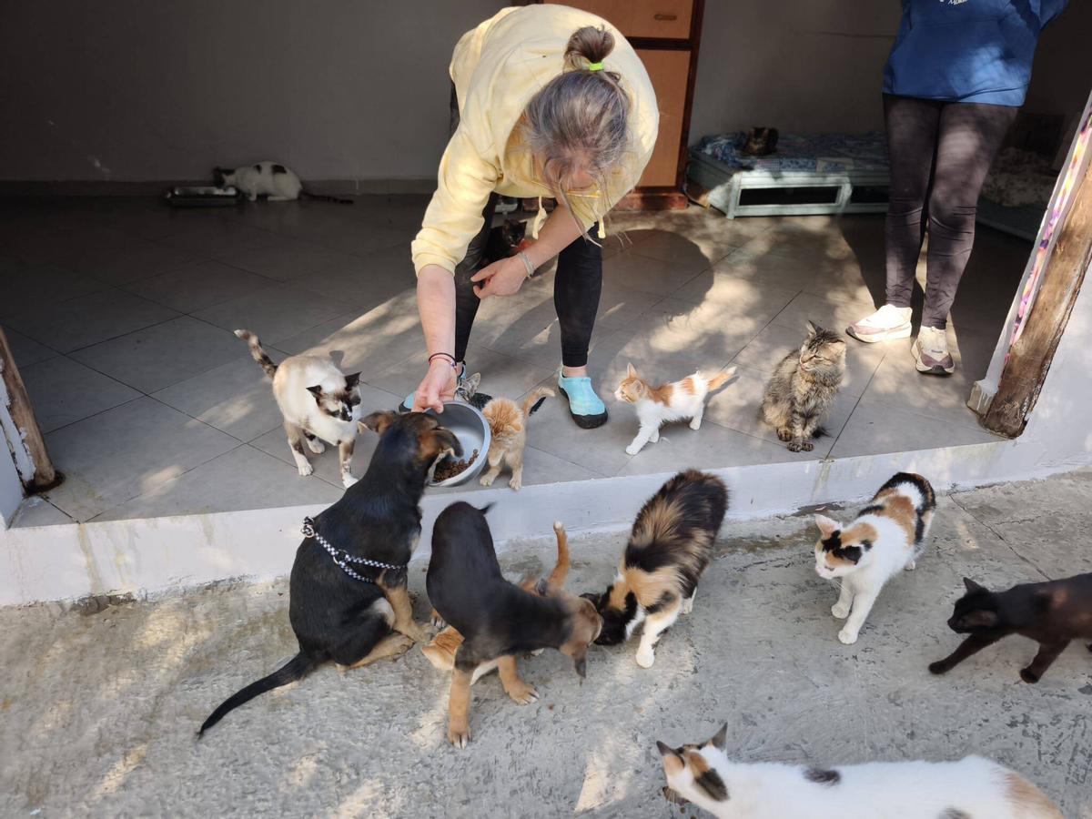 Meri dando de comer a los animales en su  refugio marroquí.