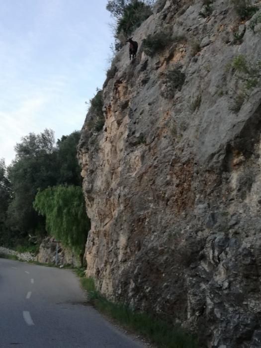 Alarma en Galilea por una cabra encaramada al borde de la carretera