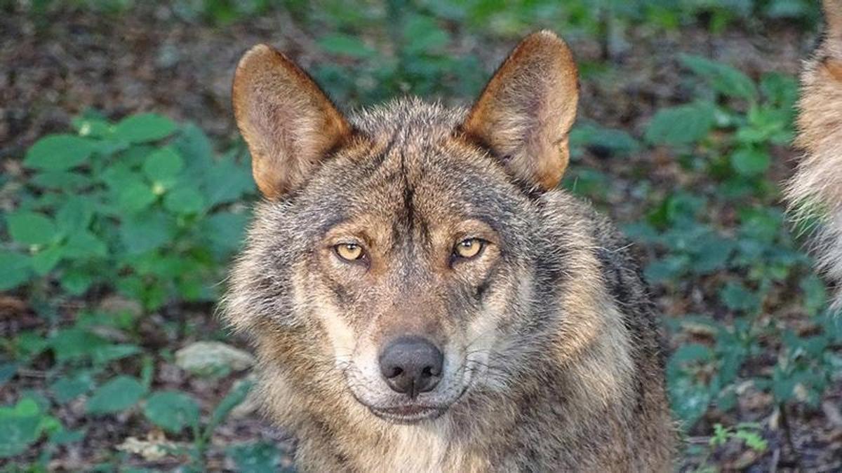Ejemplar de lobo ibérico