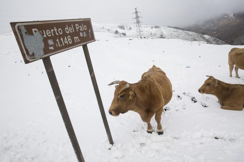 Las primeras nieves del otoño en Asturias