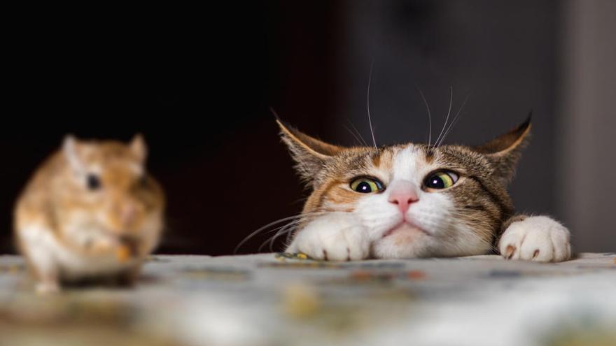 Un gato observa a un ratón.