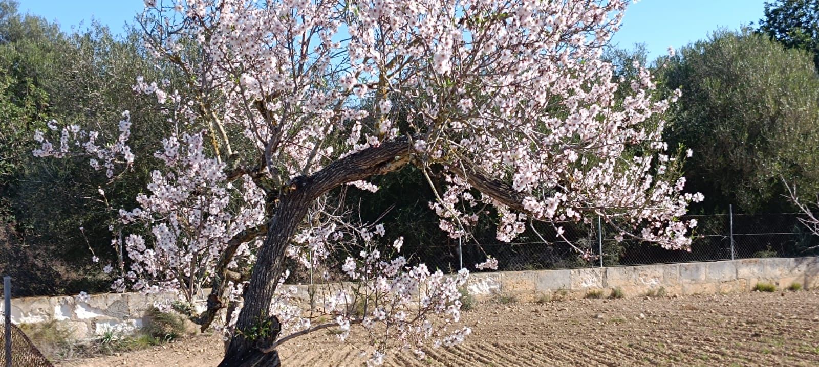 Los almendros en flor, en imágenes