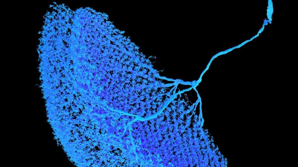 ¿Cómo ven las moscas de la fruta? Un microcircuito neuronal es la clave.