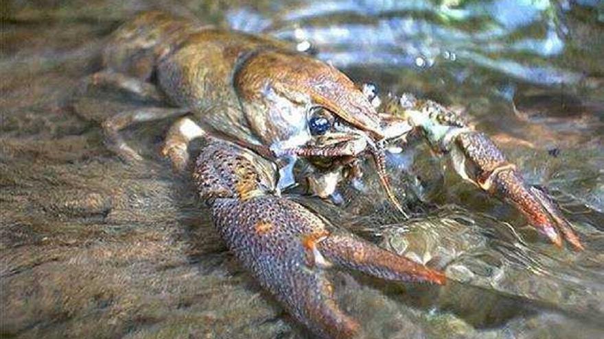 El cangrejo de río ibérico sale de  la situación de riesgo de extinción