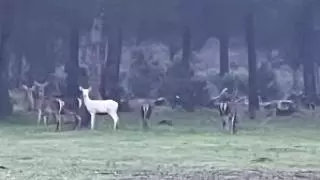 Imágenes del ciervo albino
