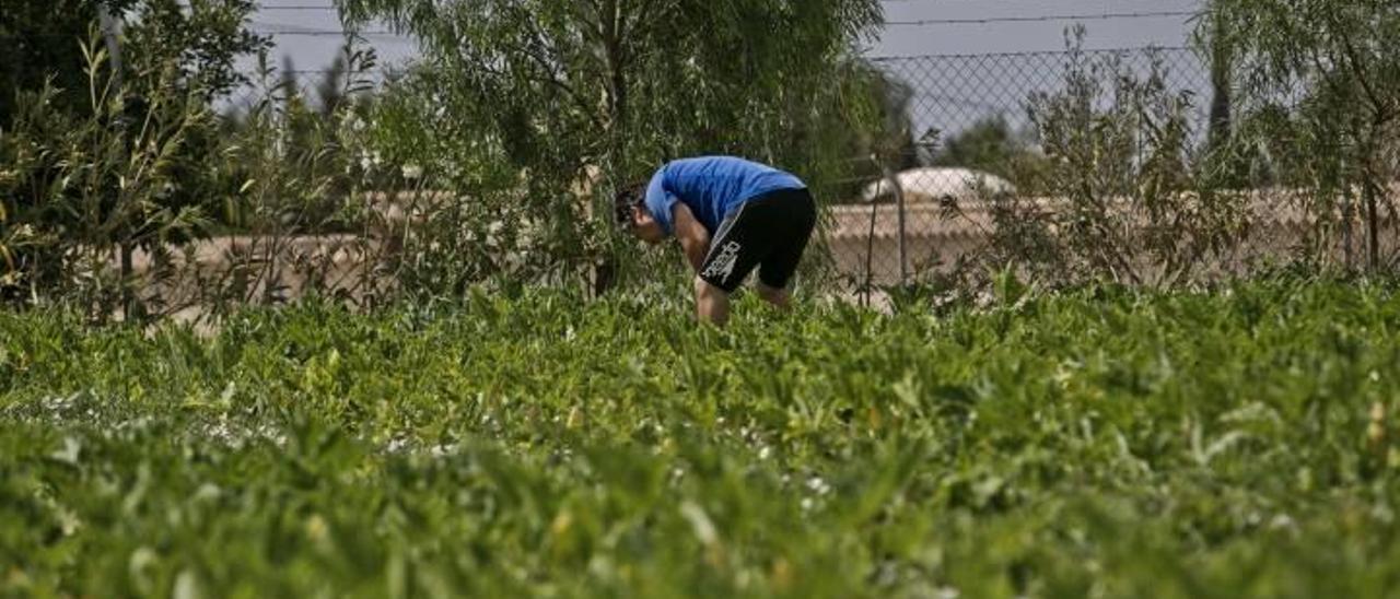 La producción de granada ecológica sube un 40% y llegará a las 700 toneladas