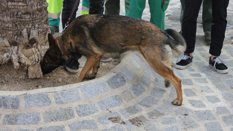 Un perro olfatea una palmera &#039;infectada&#039; con el picudo.