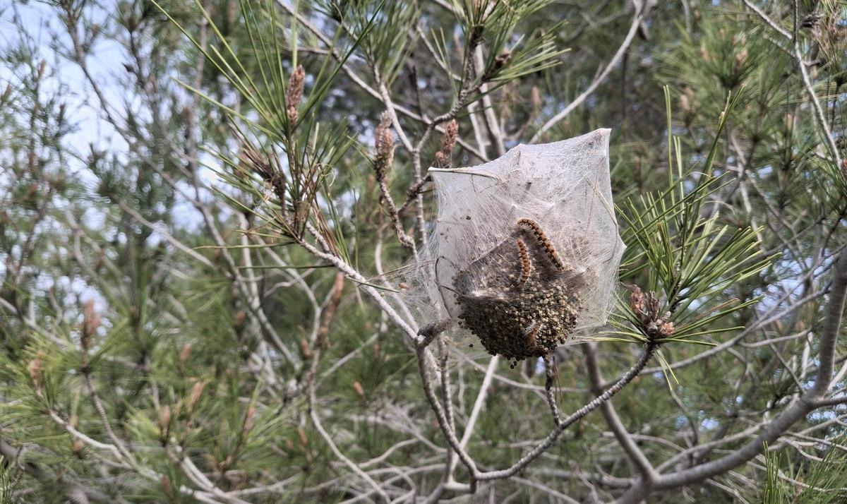 Las orugas rebullen dentro de un bolsón de un pino de la carretera de les Planes