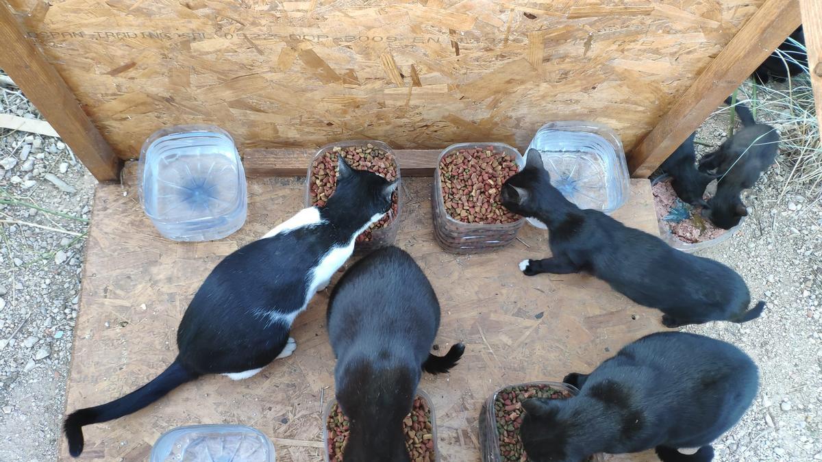 Colonia felina en València.